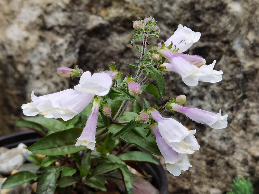 Penstemon hirsutus var pygmaeus photo